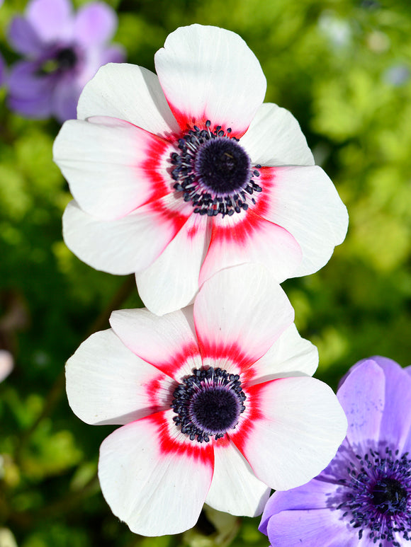 Kronen-Anemone 'De Caen Bicolor'