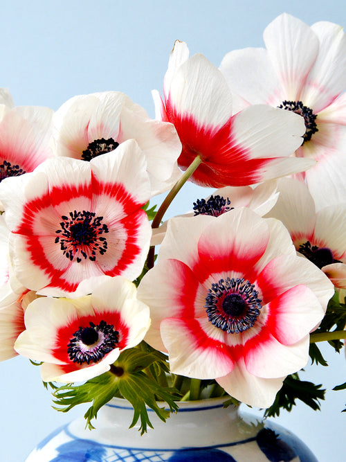 Kronen-Anemone 'De Caen Bicolor' online bestellen