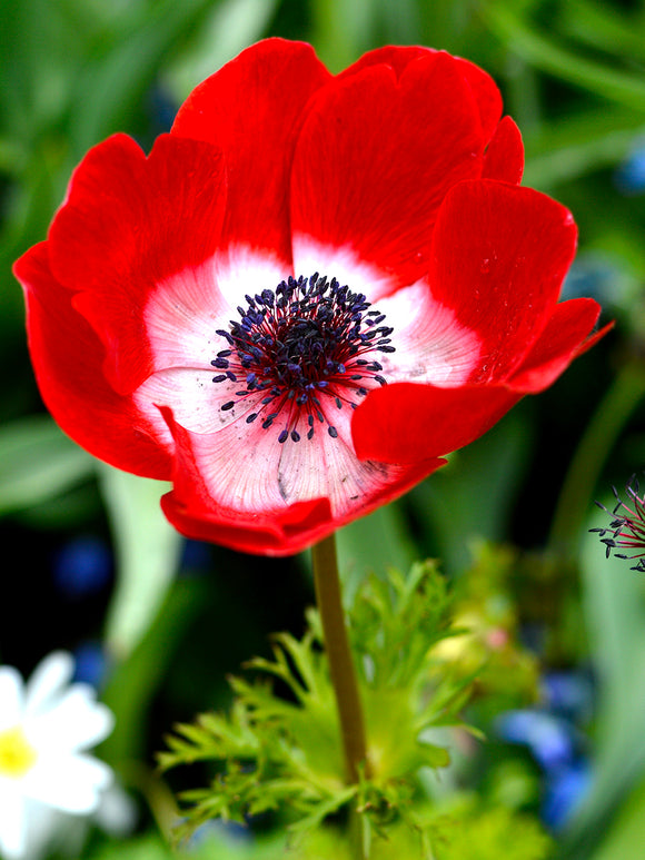 Anemone de Caen ‚Hollandia‘ kaufen