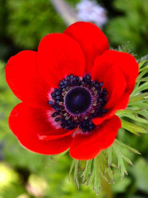 Anemone de Caen ‚Hollandia‘ bestellen aus Holland