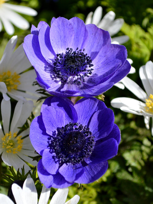 Anemonen coronaria