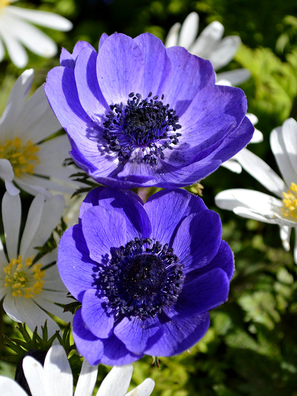 Anemonen coronaria