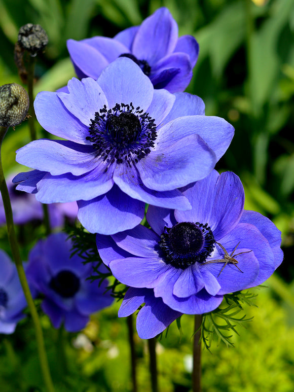 Gartenanemone Mr. Fokker schnell und günstig online kaufen