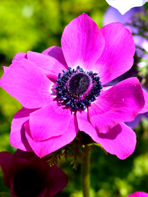 Anemone coronaria 'Sylphide'