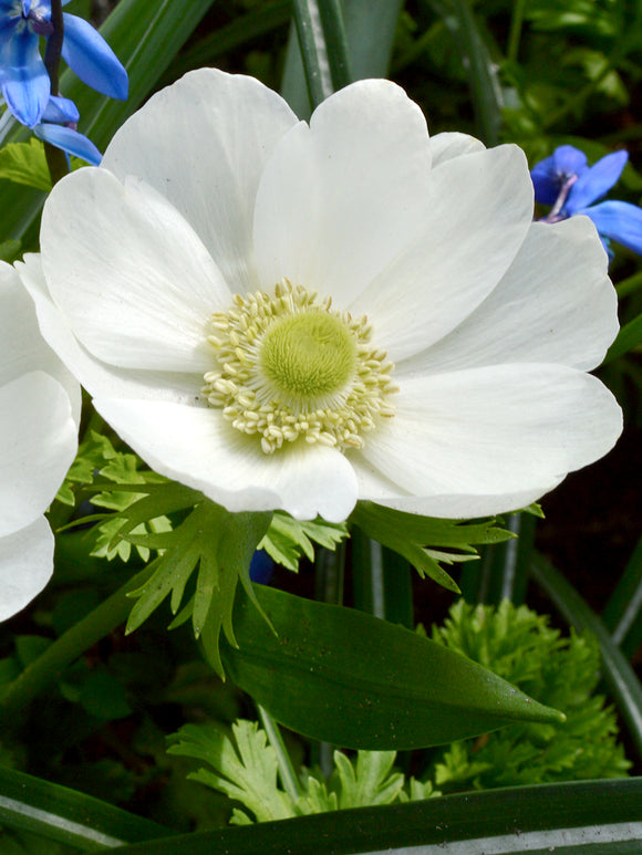 Anemone de Caen ‚Die Braut‘