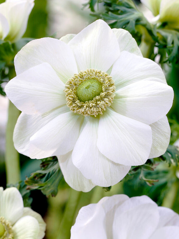 Anemone de Caen ‚Die Braut‘ bestellen