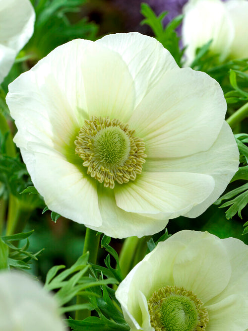Anemone de Caen ‚Die Braut‘ Blumenzwiebeln kaufen