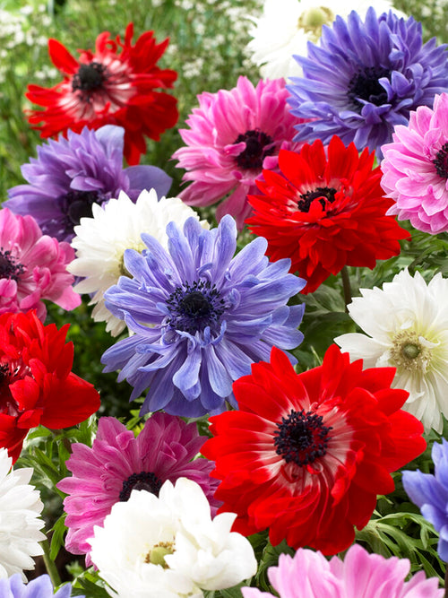 Garten-Anemone ´St. Brigid´ - Mischung blumenzwiebeln