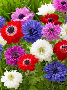Anemone St. Brigid