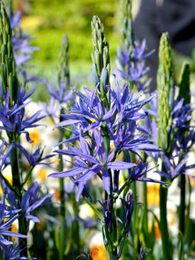 Camassia Esculenta (Essbare Prärielilie)