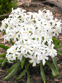 Chionodoxa Lucilea Alba (Gewöhnlicher Schneestolz)