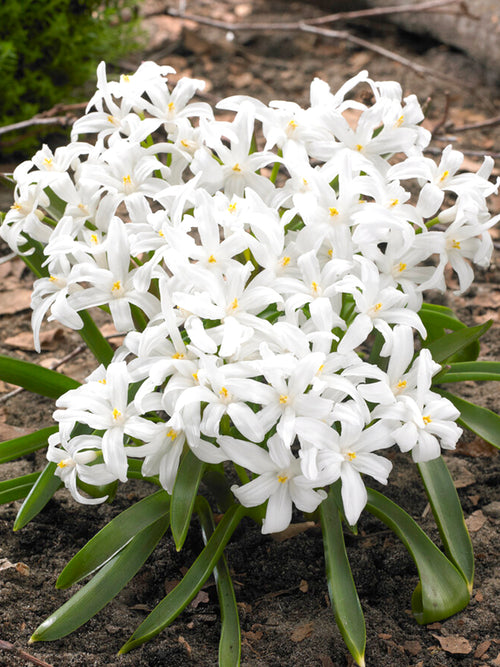 Chionodoxa Lucilea Alba (Gewöhnlicher Schneestolz)