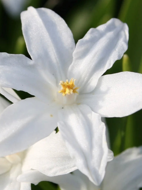 Chionodoxa luciliae 'Alba' (Gewöhnlicher Schneeglanz) kaufen
