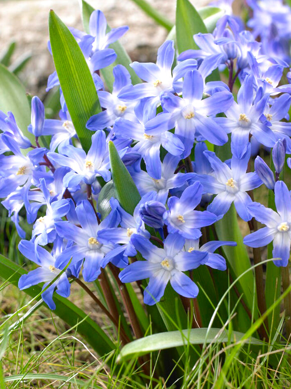 Schneeglanz (Chionodoxa luciliae) Blumenzwiebeln