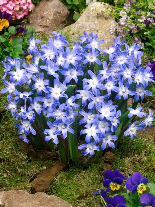 Chionodoxa Lucilea (Gewöhnlicher Schneestolz)