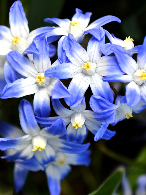Sternhyazinthen (Chionodoxa) - Blumenzwiebeln