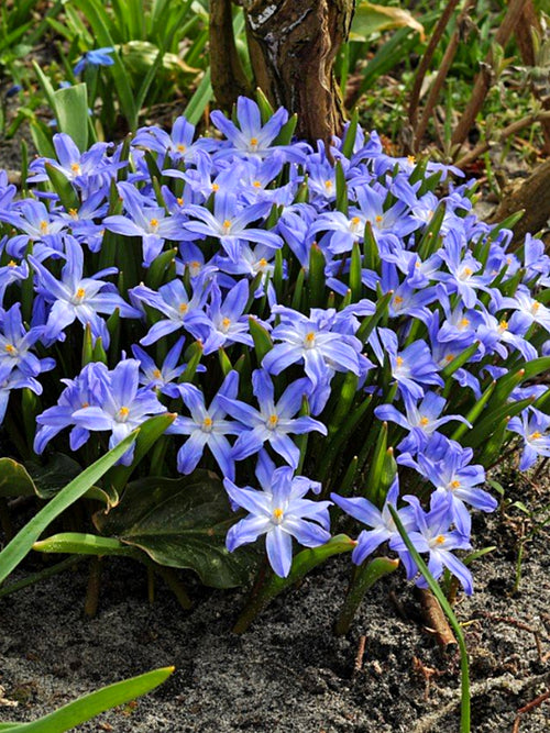 Chionodoxa luciliae (Gewöhnlicher Schneeglanz) kaufen