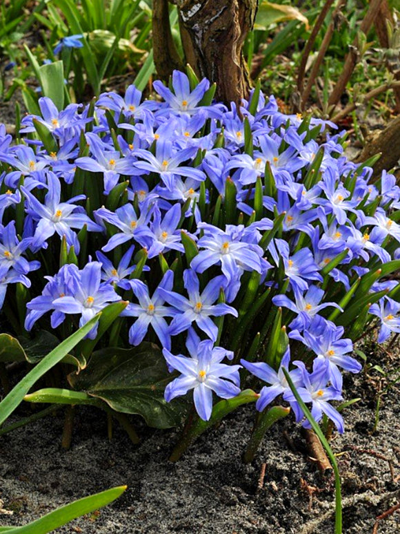 Chionodoxa luciliae (Gewöhnlicher Schneeglanz) kaufen