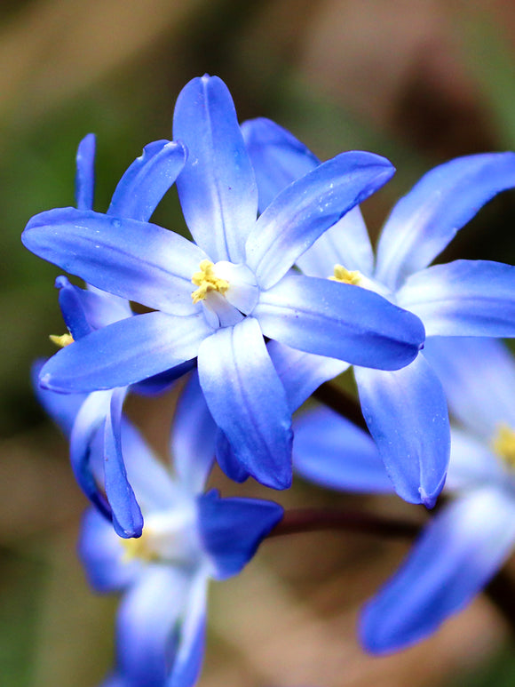 Chionodoxa luciliae (Gewöhnlicher Schneeglanz) kaufen