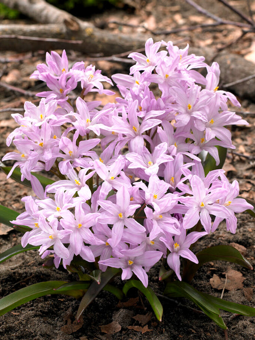 Chionodoxa Lucilea Rose Queen (Gewöhnlicher Schneestolz)