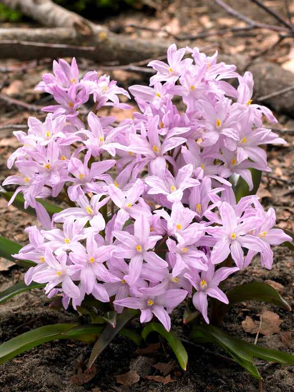 Chionodoxa Lucilea Rose Queen (Gewöhnlicher Schneestolz)