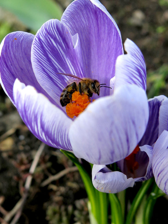 Gartenkrokus mit gestreifter Blüte Pickwick