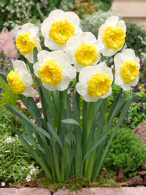 Narzisse Can Can Girl - Narzissenzwiebeln kaufen