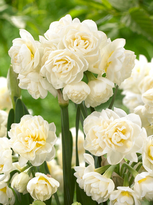 Duft-Sommer-Narzisse 'Erlicheer'