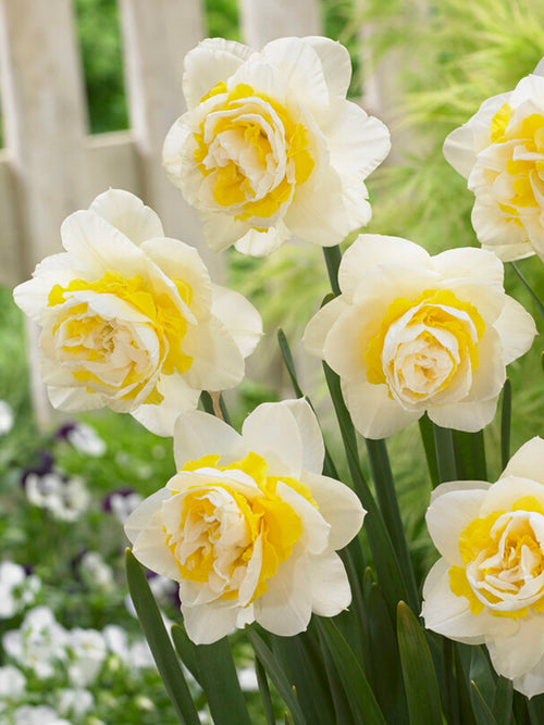 Narzisse Lingerie - Duftende Narzisse