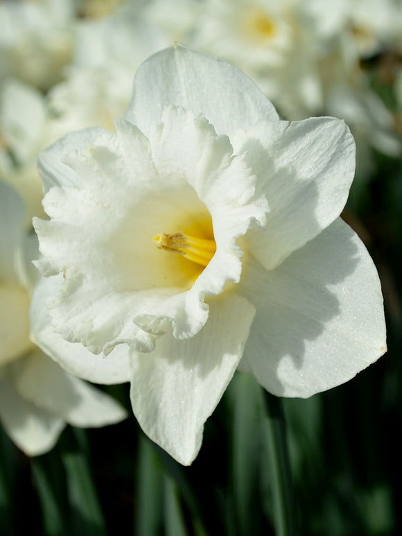Narcissus 'Mount Hood'
