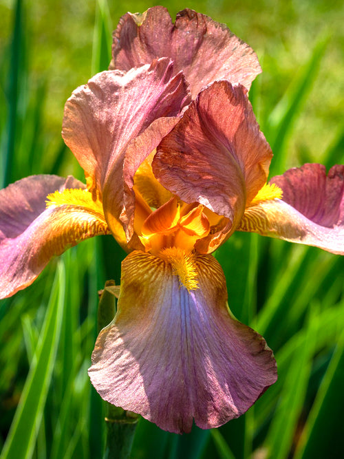 Holländische Iris Autumn Princess