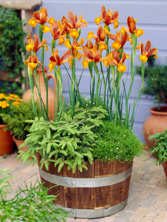 Holländische Iris Autumn Princess