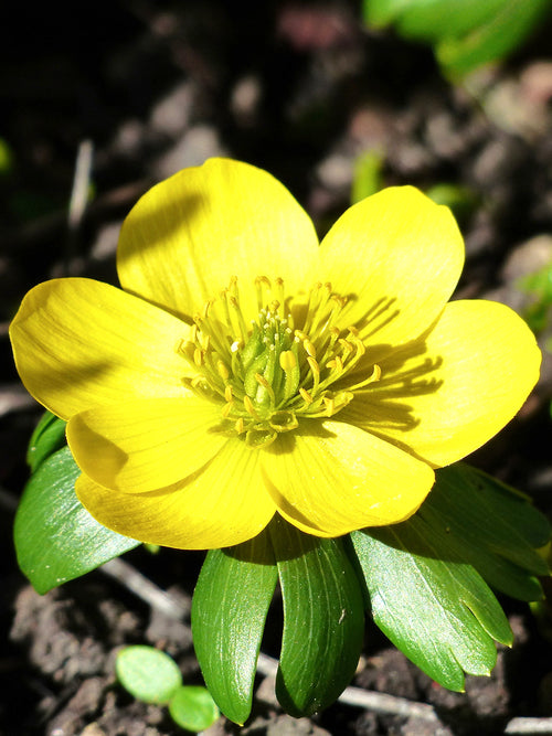 Eranthis Hyemalis (Winterling)