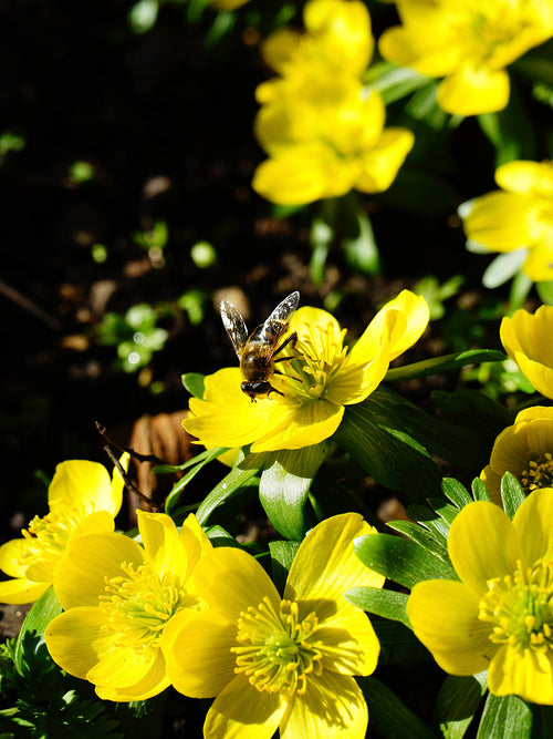 Eranthis Hyemalis (Winterling) Blumenzwiebeln