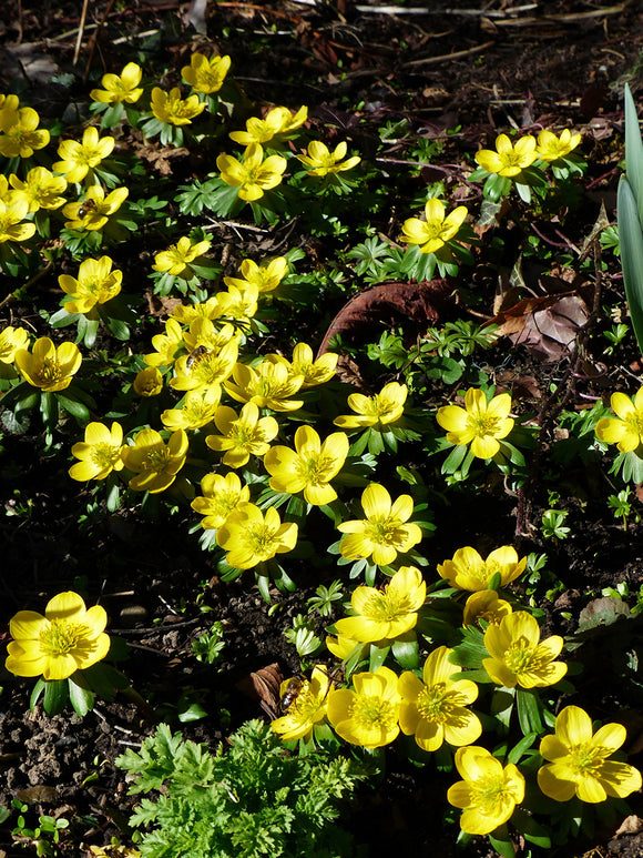 Eranthis Hyemalis (Winterling) Blumenzwiebeln kaufen