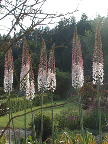 Eremurus Robustus (Riesen-Steppenkerze)