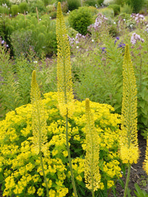 Eremurus Stenophyllus (Schmalblättrige Steppenkerze) Bungei