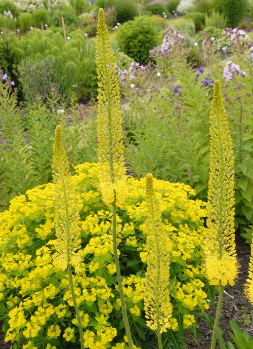 Schmalblättrige Steppenkerze | Eremurus stenophyllus bungei