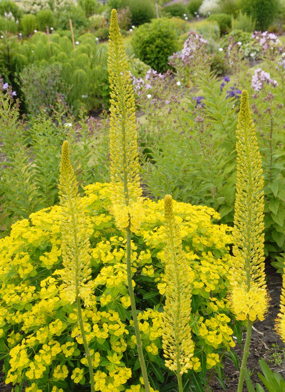 Schmalblättrige Steppenkerze | Eremurus stenophyllus bungei