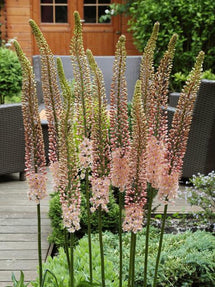 Eremurus (Steppenkerze) Romance