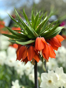 Fritillaria imperialis Rubra Maxima - Rote Kaiserkrone