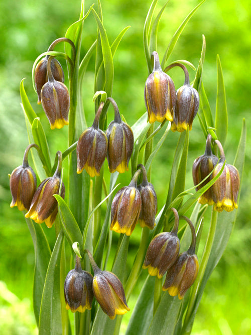Fritillaria Uva-Vulpis Blumenzwiebeln