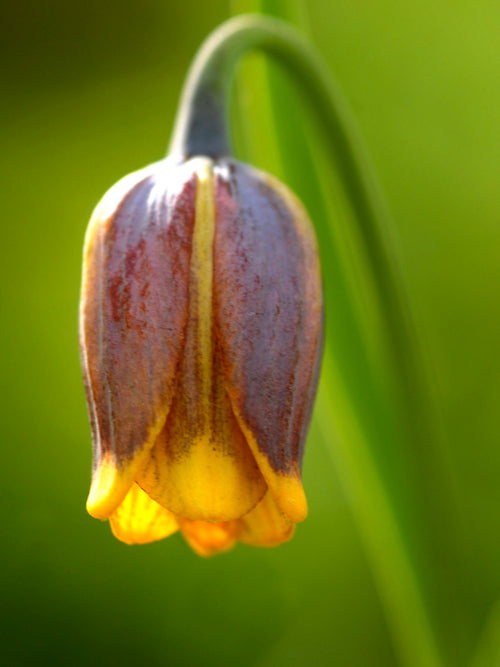 Fritillaria uva-vulpis (Fuchstrauben / Schachblume) kaufen