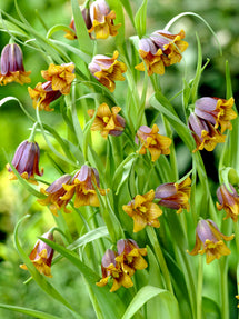 Fritillaria Uva-Vulpis
