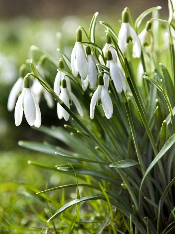 Blumenzwiebeln der Galanthus Elwesii