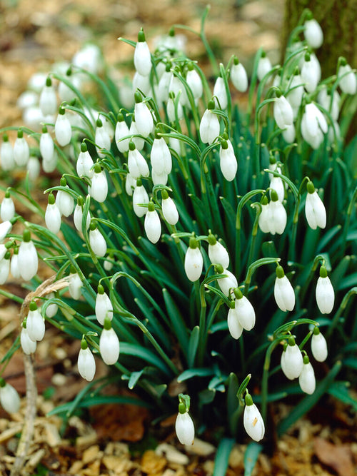 Schneeglöckchen 'Galanthus Elwesii'