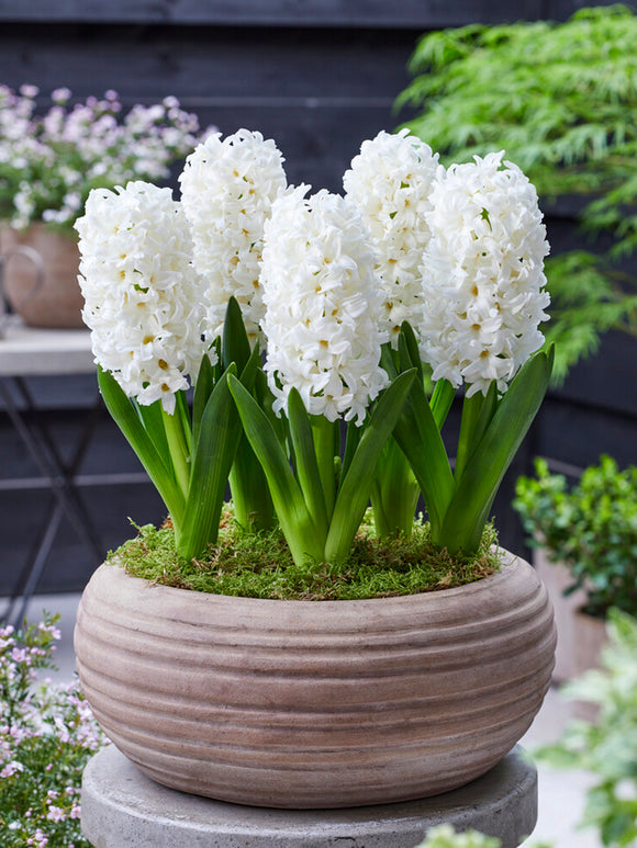 Hyacinth Carnegie Hyazinthen weiß Blumenzwiebel