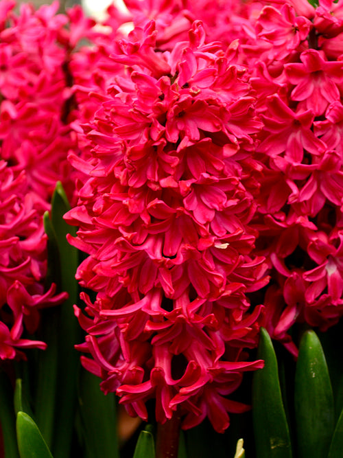 Hyazinthe Jan Bos - Hyacinthus kaufen