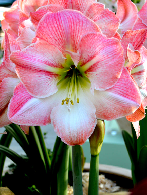 Amaryllis Apple Blossom (Apfelblüte)