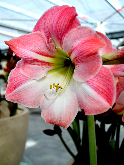 Amaryllis Apple Blossom Kaufen